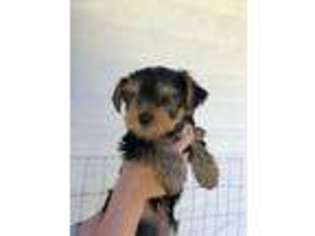 Yorkshire Terrier Puppy for sale in Burbank, WA, USA