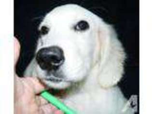 Labrador Retriever Puppy for sale in SHELL KNOB, MO, USA