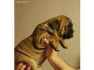 Bulldog Puppy for sale in Carpentersville, IL, USA