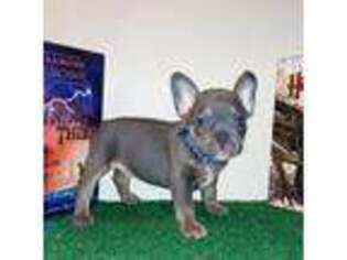 French Bulldog Puppy for sale in Stone Mountain, GA, USA