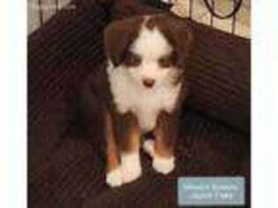 Miniature Australian Shepherd Puppy for sale in Merced, CA, USA