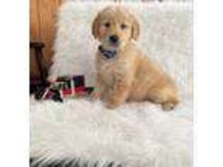 Golden Retriever Puppy for sale in Summerfield, FL, USA