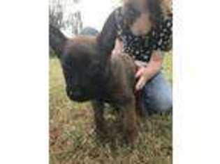 Belgian Malinois Puppy for sale in Covington, TN, USA