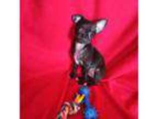 Chihuahua Puppy for sale in Simi Valley, CA, USA