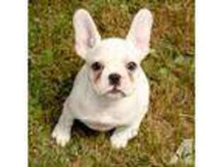 French Bulldog Puppy for sale in RAINIER, WA, USA