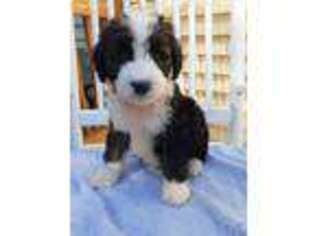 Mutt Puppy for sale in Barre, MA, USA