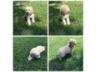Goldendoodle Puppy for sale in Saint Peters, MO, USA