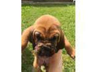 Bloodhound Puppy for sale in Burlington, MI, USA