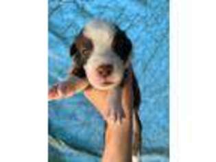 Australian Shepherd Puppy for sale in Four Oaks, NC, USA