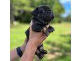 French Bulldog Puppy for sale in Hamilton, GA, USA