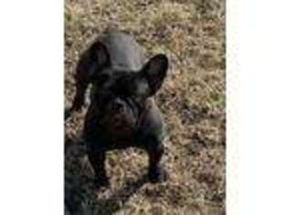 French Bulldog Puppy for sale in Geary, OK, USA