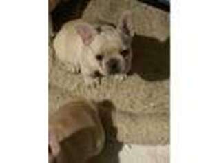 French Bulldog Puppy for sale in Roselle, NJ, USA