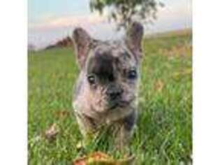 French Bulldog Puppy for sale in Sullivan, IL, USA