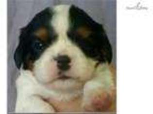 Cavalier King Charles Spaniel Puppy for sale in Baton Rouge, LA, USA