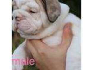 Bulldog Puppy for sale in Clute, TX, USA