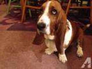 Basset Hound Puppy for sale in MENDOCINO, CA, USA