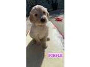 Goldendoodle Puppy for sale in Fallbrook, CA, USA