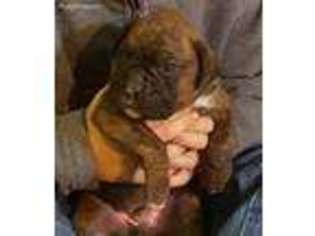 Boxer Puppy for sale in Tallassee, AL, USA