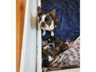 Boston Terrier Puppy for sale in Spartanburg, SC, USA
