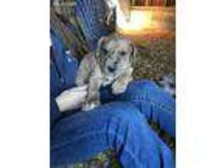 Great Dane Puppy for sale in Lawson, MO, USA