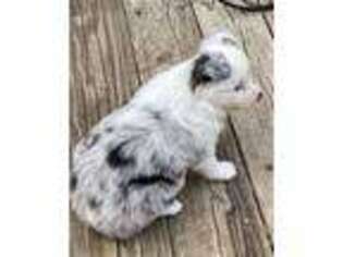 Miniature Australian Shepherd Puppy for sale in Prairie City, IA, USA