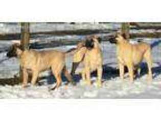 Anatolian Shepherd Puppy for sale in Rutherfordton, NC, USA
