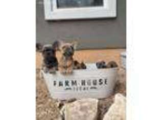 French Bulldog Puppy for sale in Fredericksburg, TX, USA