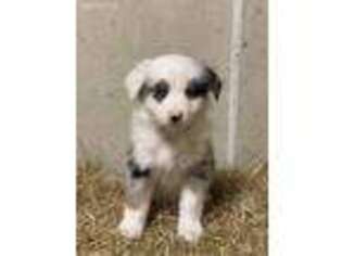 Australian Shepherd Puppy for sale in Gray, GA, USA