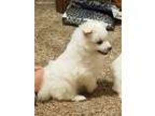 American Eskimo Dog Puppy for sale in Centreville, MI, USA