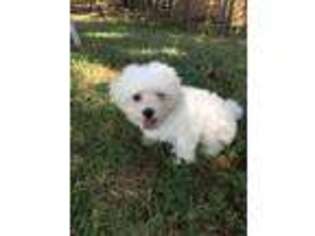 Havanese Puppy for sale in Stephenville, TX, USA