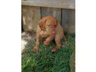 Vizsla Puppy for sale in Bennet, NE, USA