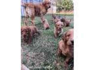 Labradoodle Puppy for sale in Castle Rock, CO, USA