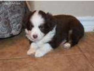 Miniature Australian Shepherd Puppy for sale in Dripping Springs, TX, USA