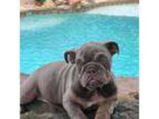 Bulldog Puppy for sale in Frisco, TX, USA
