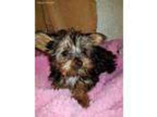 Yorkshire Terrier Puppy for sale in Clermont, FL, USA