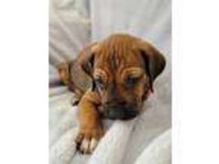 Rhodesian Ridgeback Puppy for sale in Oceanside, CA, USA