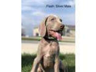 Weimaraner Puppy for sale in Sioux Center, IA, USA
