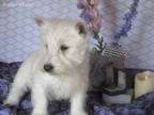 West Highland White Terrier Puppy for sale in Westminster, MD, USA