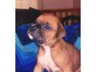 Boxer Puppy for sale in Shelbyville, MI, USA