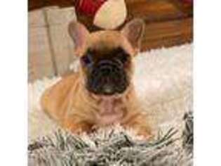French Bulldog Puppy for sale in South San Francisco, CA, USA