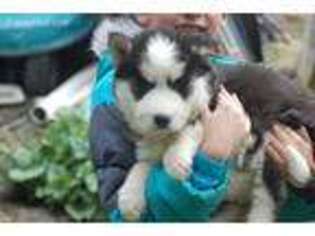 Siberian Husky Puppy for sale in Rosendale, NY, USA