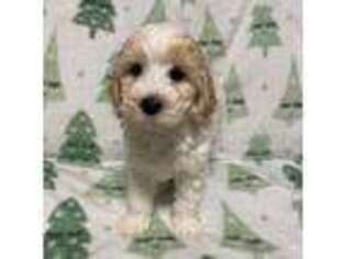Goldendoodle Puppy for sale in Milmay, NJ, USA