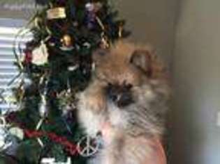 Pomeranian Puppy for sale in Stockton, CA, USA