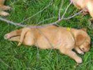 Golden Retriever Puppy for sale in Barrett, MN, USA
