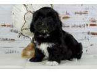 Havanese Puppy for sale in Arthur, IL, USA