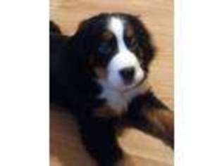 Bernese Mountain Dog Puppy for sale in Knoxville, TN, USA