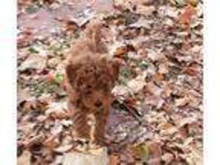 Goldendoodle Puppy for sale in Layton, UT, USA