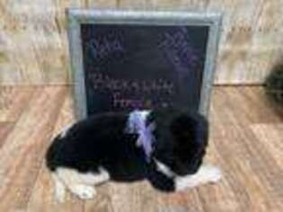 Newfoundland Puppy for sale in Demorest, GA, USA