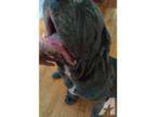 Neapolitan Mastiff Puppy for sale in HAZELWOOD, MO, USA