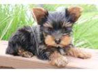 Yorkshire Terrier Puppy for sale in Reedsville, PA, USA